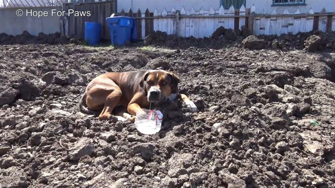 go to Völlig verängstigt: Herrenloser Hund lebt auf Baustelle