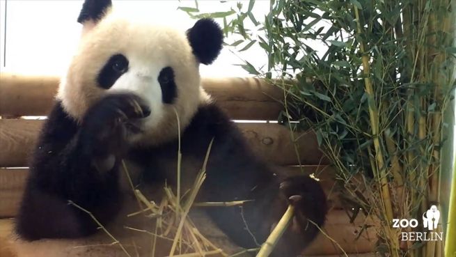 go to Besucherrekord: Erste deutsche Pandas begeistern Berlin