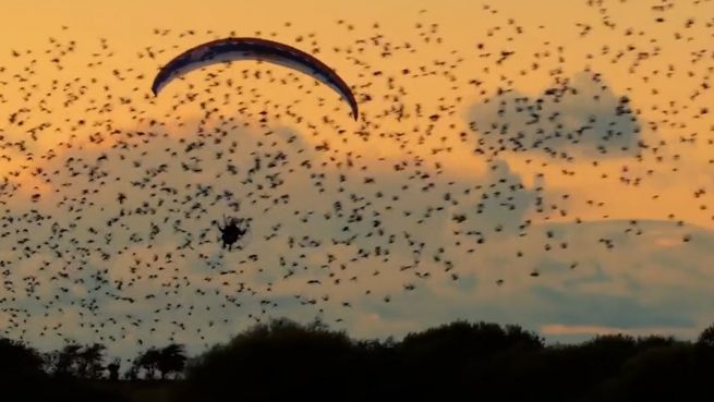 go to Starenflug: Paraglider macht unglaubliches Erlebnis