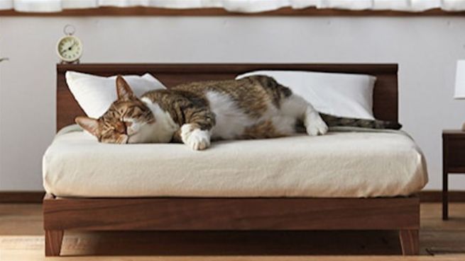 go to Sofa für Miezi: Designermöbel für Stubentiger