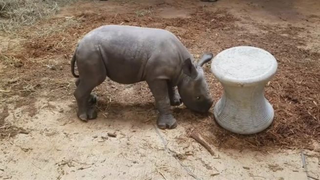 go to Raufendes Rhinozeros: Moyo kämpft gegen Hocker