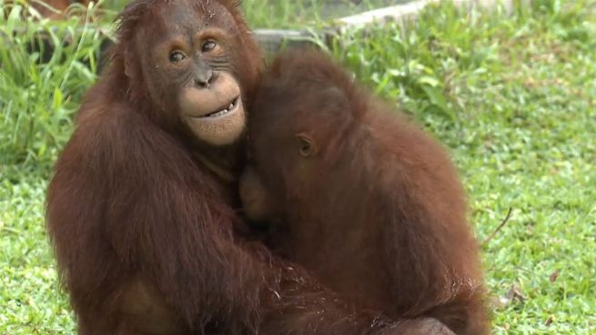 go to Zeit zum Kuscheln: Diese Orang-Utans haben sich lieb