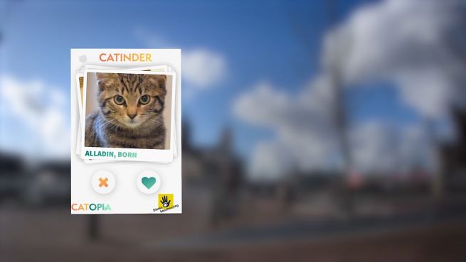 go to Catinder: Neue Dating-App für einsame Kätzchen
