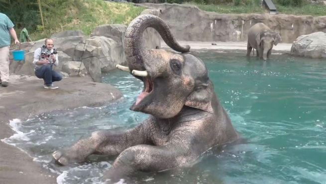 go to Niedliche Wasserratte: Elefantenbaby Samudra plantscht