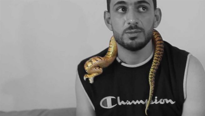 go to Live vor Kamera: Giftige Schlange beißt Besitzer
