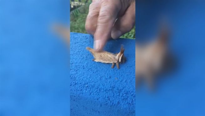 go to Fellknäuel: Wem ähnelt diese Raupe?